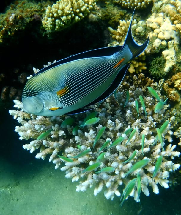 Sport & Freizeit Shams Alam Beach Resort