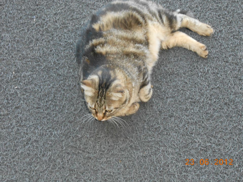 Die Hotelkatze  Saphir Resort & Spa