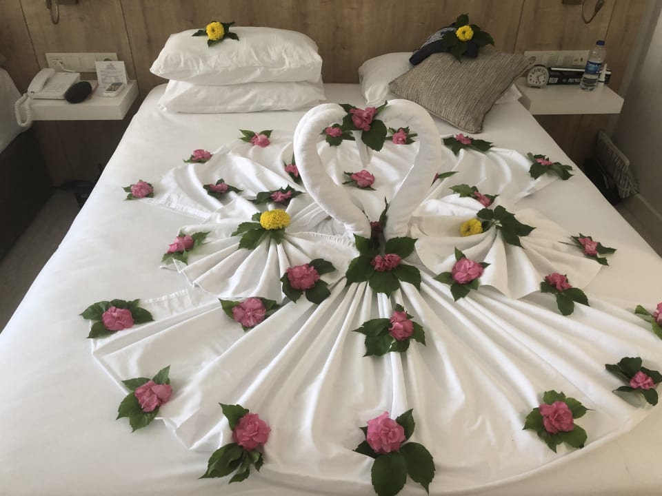 Zimmer Clover Magic Nova Beach