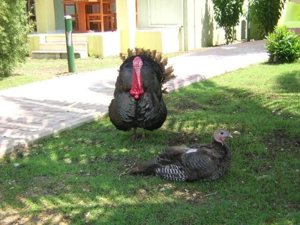 Tiere1 VONRESORT Golden Beach