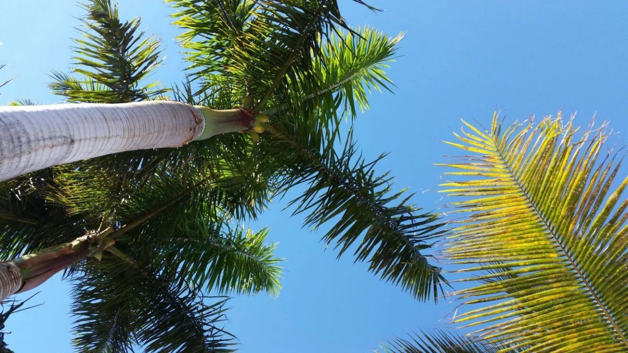 Prachtige tuin, die elke dag goed onderhouden eord allsun Hotel Esplendido