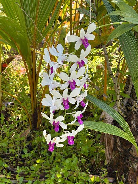 Gartenanlage Kuredu Island Resort & Spa