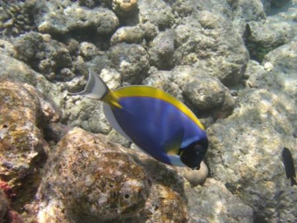 Weißkehl-Doktorfisch Sun Siyam Vilu Reef
