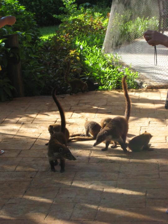 Warten aufs Frühstück Catalonia Playa Maroma