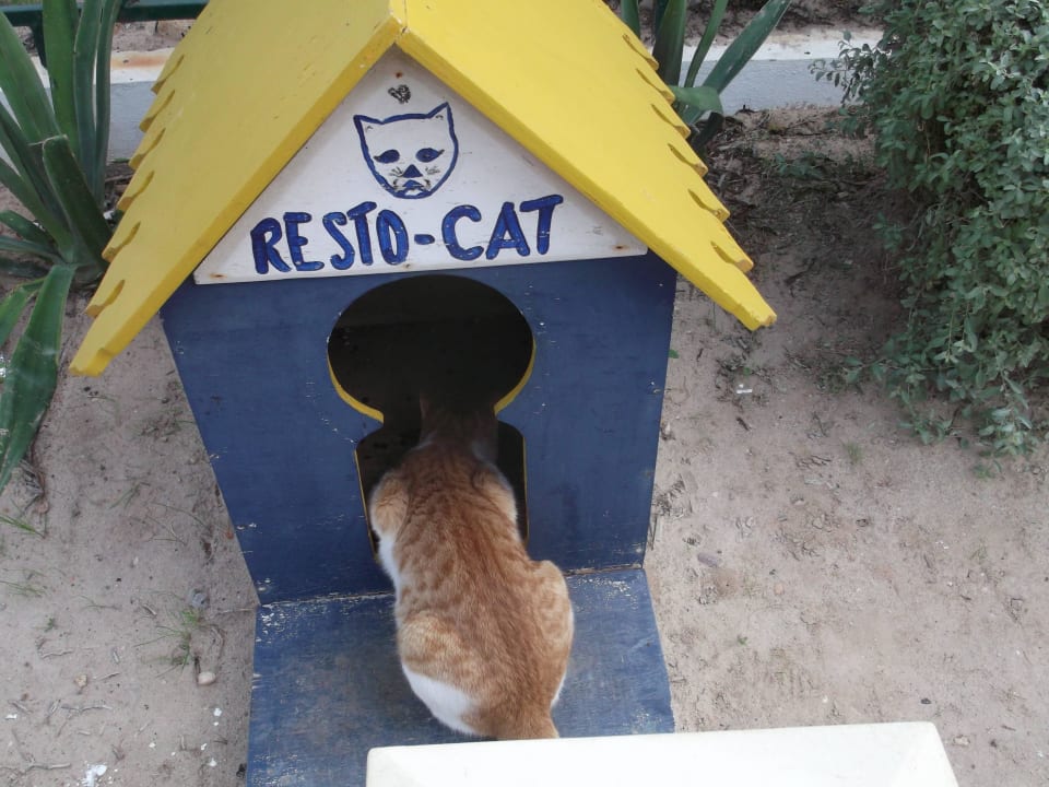 Hotelkatze - niedlich Iberostar Waves Mehari Djerba