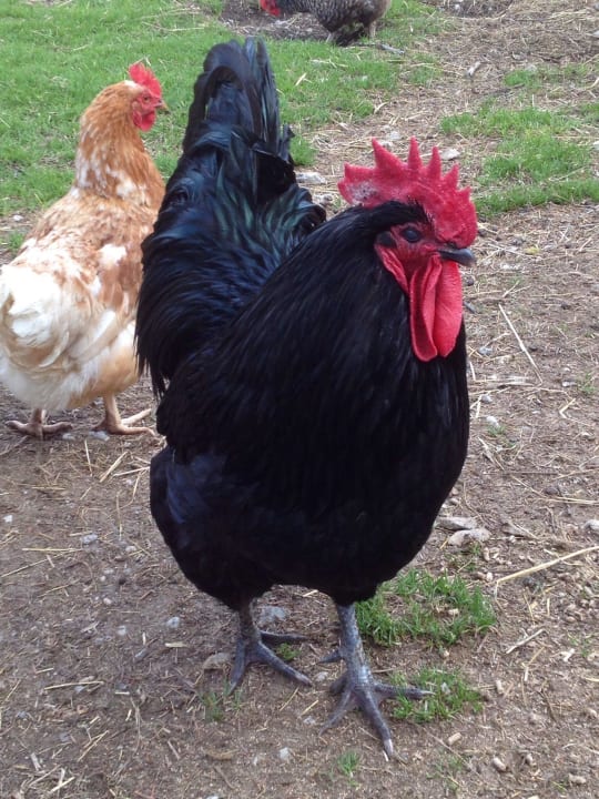 Der Hofhahn Ferienwohnungen Lettnerhof