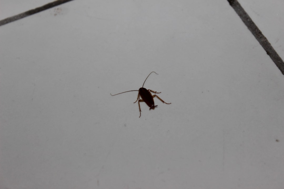 Cockroach in room Memories Flamenco Beach Resort