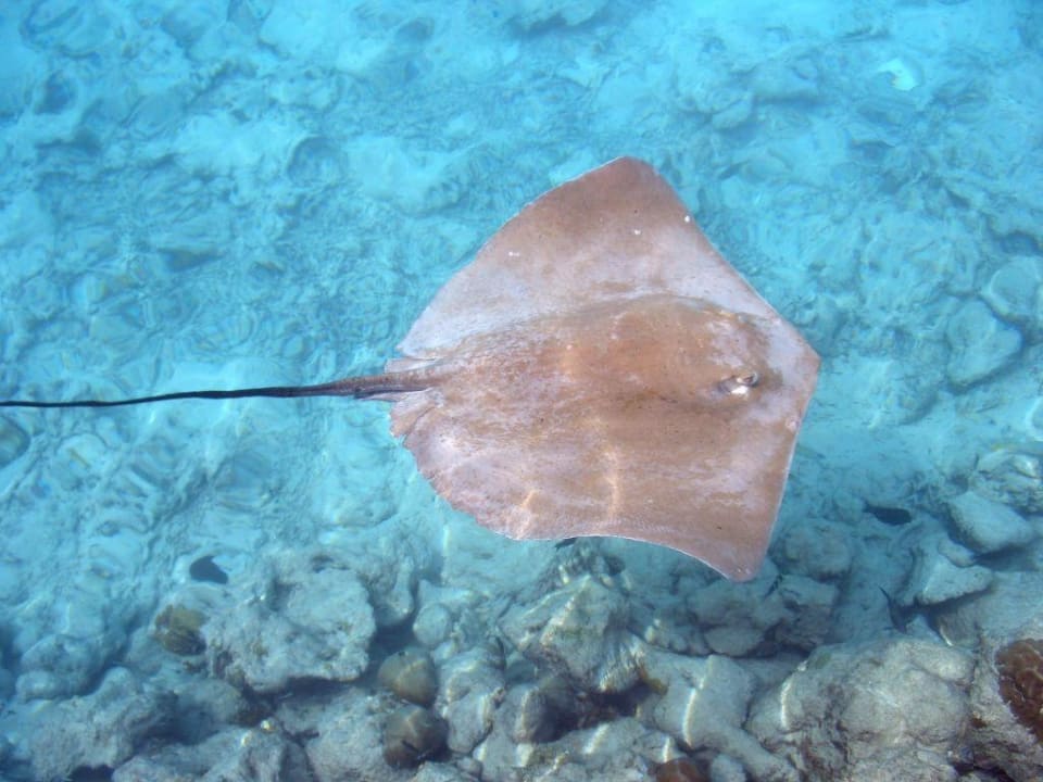 Ray Summer Island Maldives