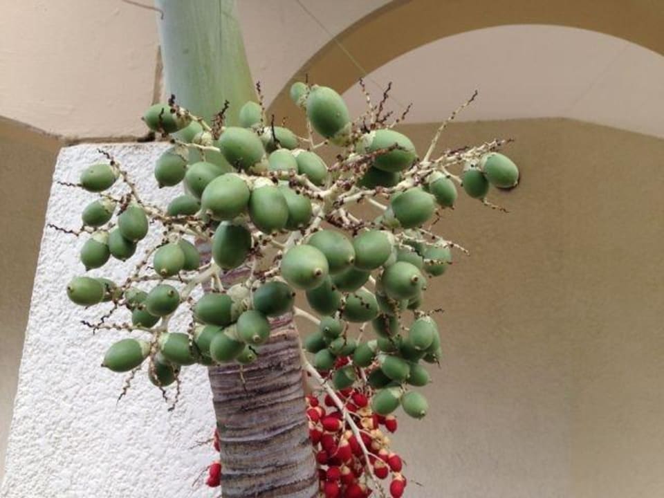 Frucht der Dattelpalme Maritim Resort & Spa Mauritius