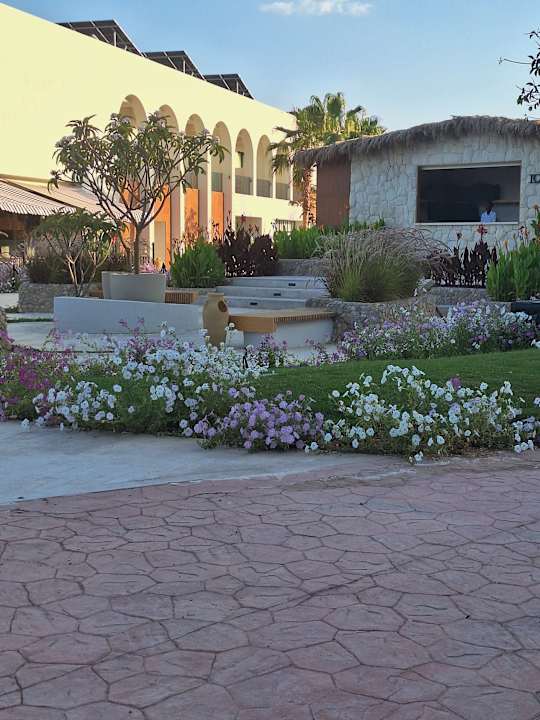 Gartenanlage Desert Rose