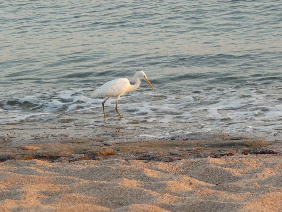 Strandläufer Coral Sun Beach