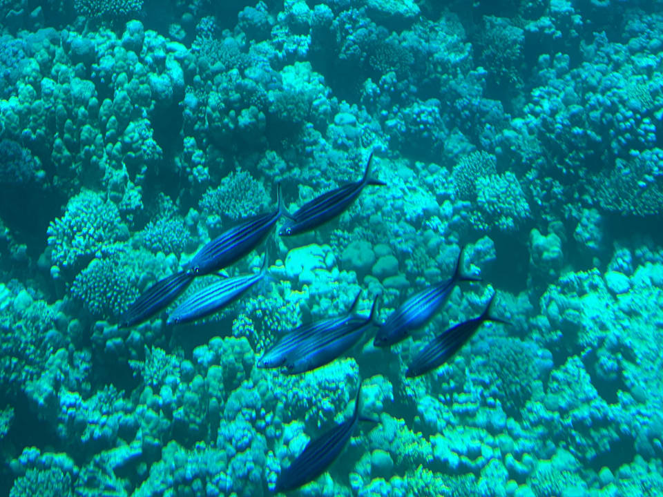 Sport & Freizeit Palm Royale Resort - Soma Bay