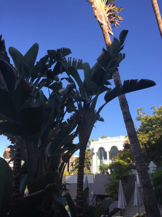 Gartenanlage Adrián Hoteles Colón Guanahaní - Adults only