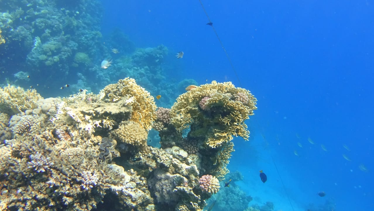 Strand Steigenberger Coraya Beach - Adults only