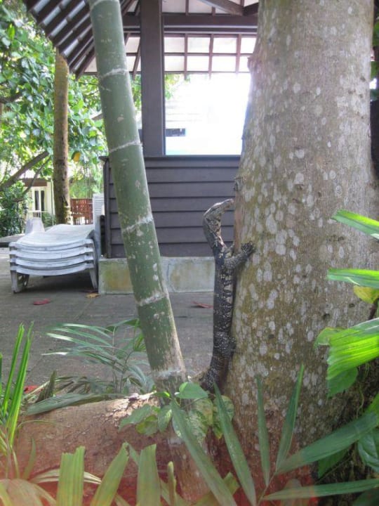 Einer von 4 Waranen Hotel Jetwing Tropical Villas