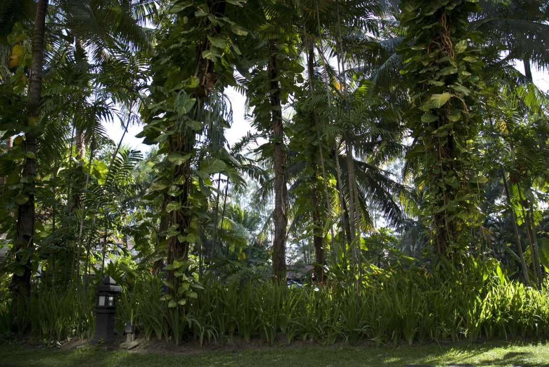 Grüne Lunge Melia Purosani Yogyakarta