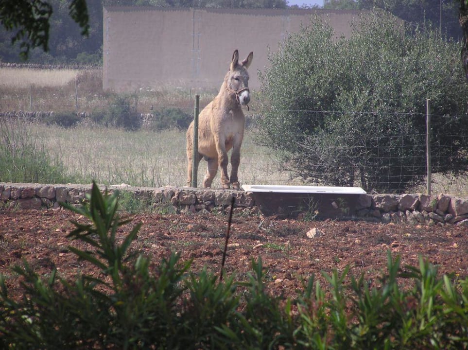 Tronscho Finca Son Guardiola