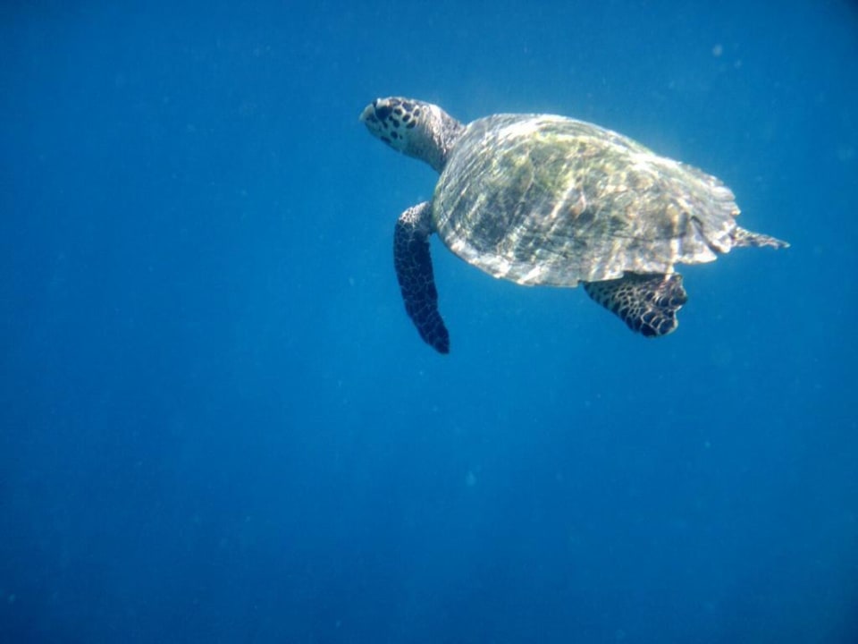 Hausriff Eri Maldives