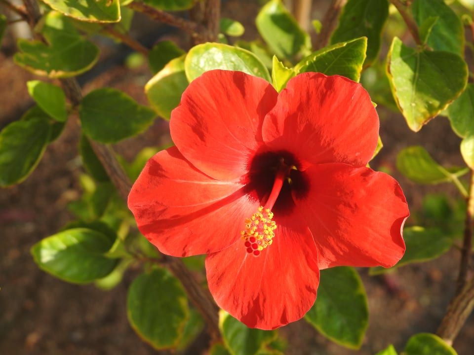 Gartenanlage Steigenberger Coraya Beach - Adults only