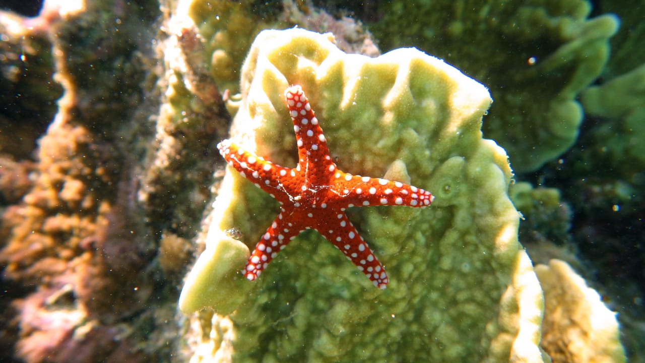 Seestern Lahami Bay Beach Resort