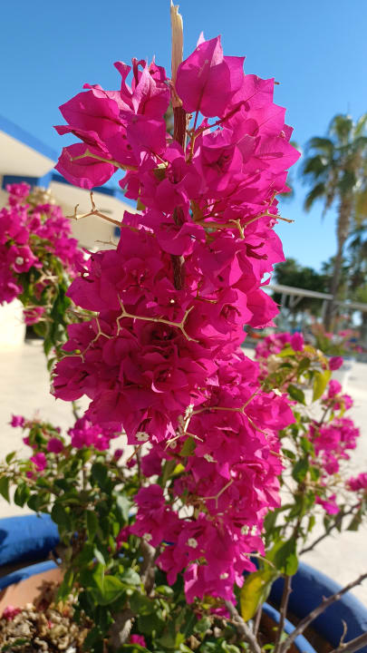Gartenanlage Süral Saray Hotel