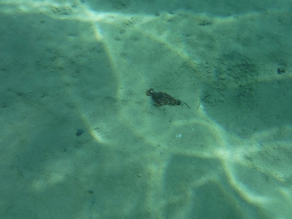 Kraken Cleopatra Luxury Resort Makadi Bay