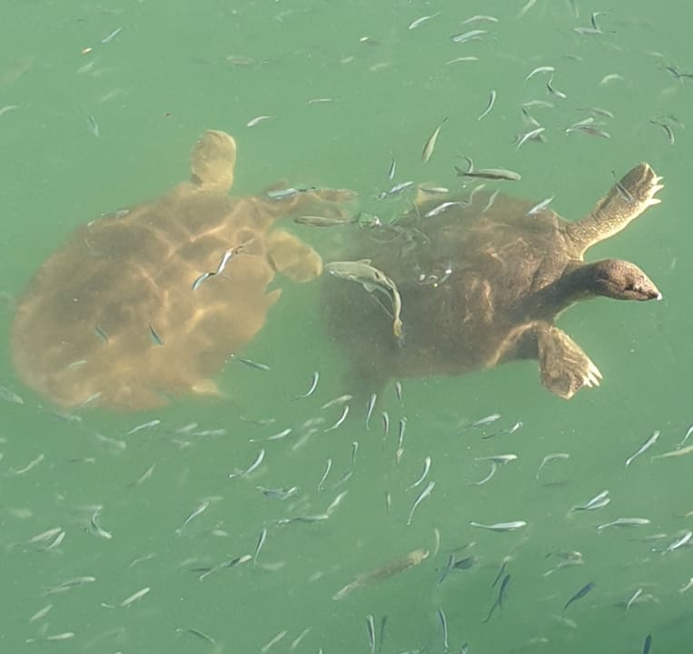 Sonstiges Side Alegria Hotel & Spa - Adults only +16