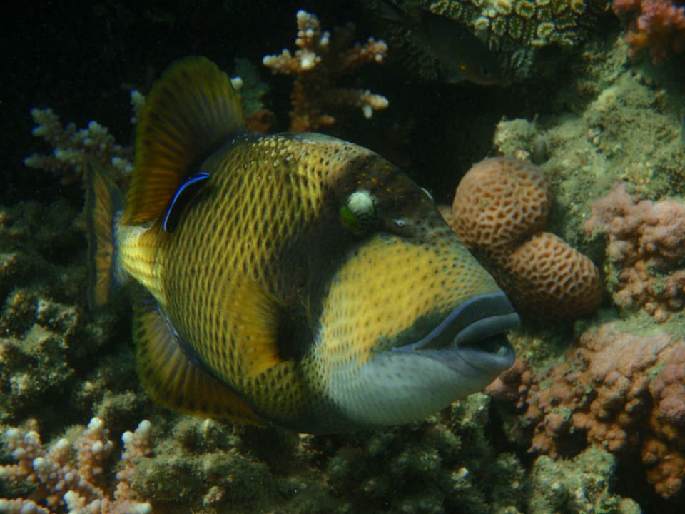 Strand Lahami Bay Beach Resort