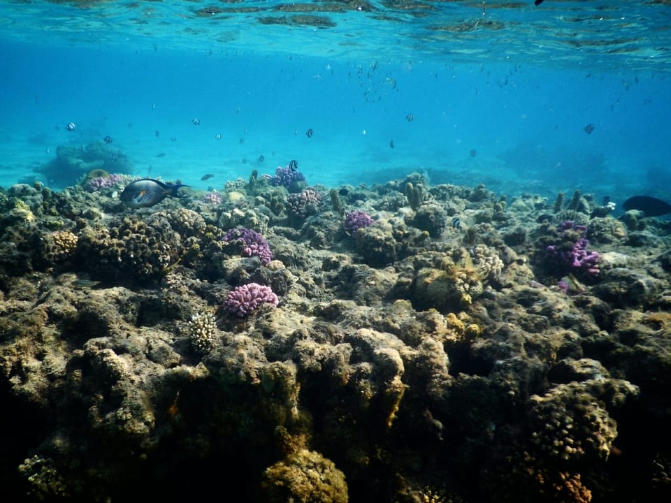 Strand Shams Prestige Abu Soma-Adults Only