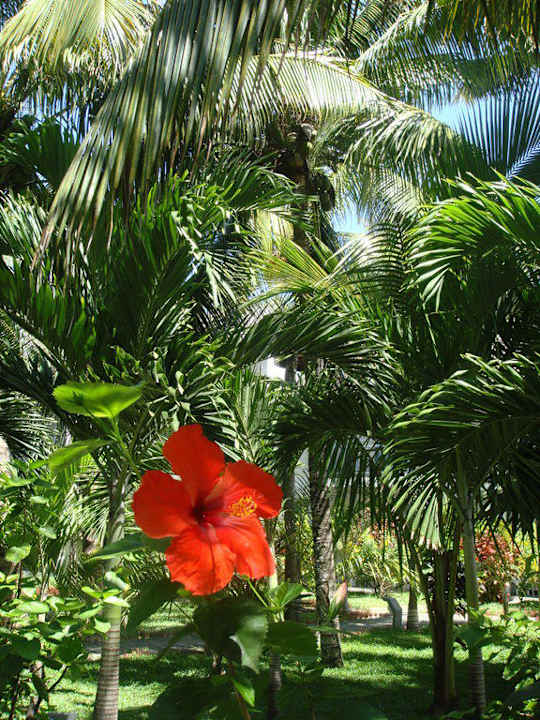 Garten Veranda Palmar Beach Hotel
