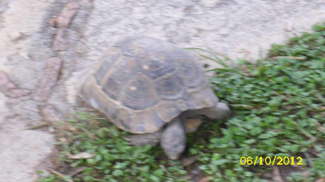 Schildkröte im Hotelgarten Clover Magic Nova Beach
