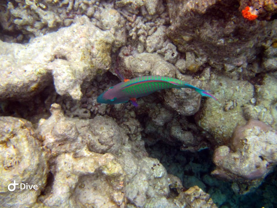 Sport & Freizeit Vilamendhoo Island Resort & Spa