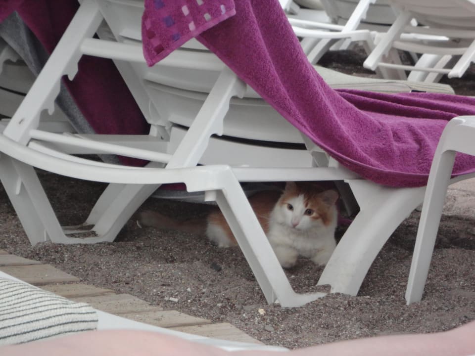 Süße Katze versteckte sich unter der Liege Sealife Buket Resort & Beach