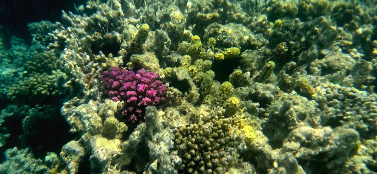 Strand Stella Beach Resort & Spa Makadi Bay