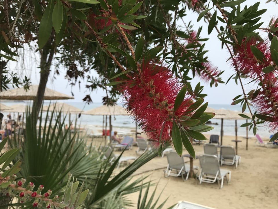 Strand Hotel Corissia Princess