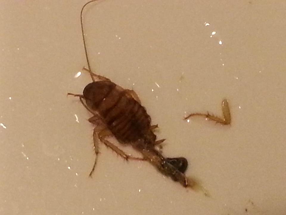 Badezimmer Kakalake Mahdia Beach & Aquapark