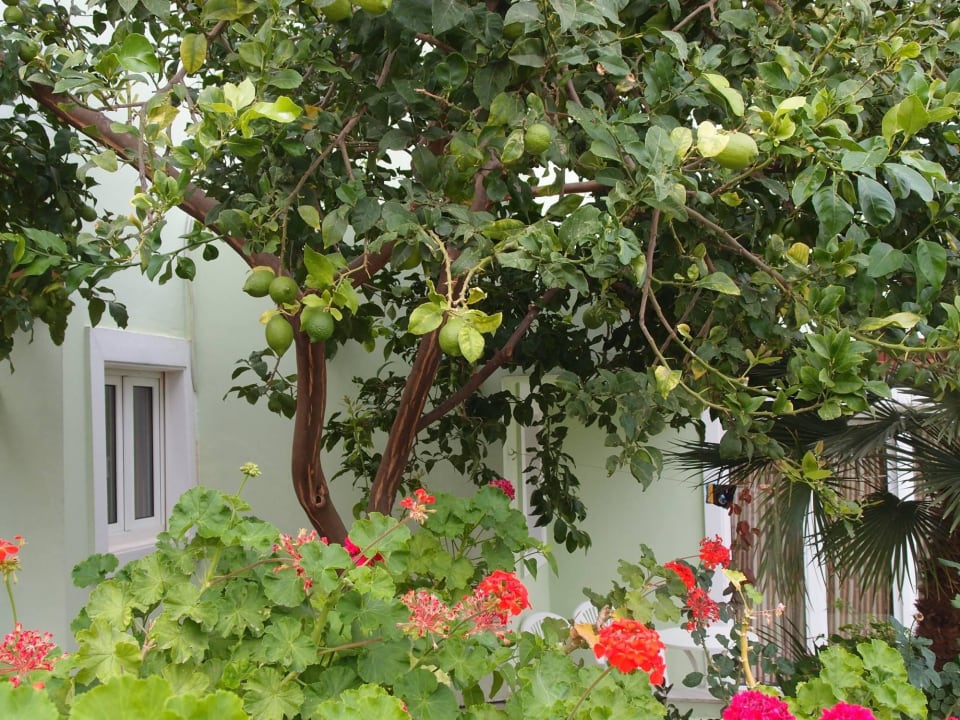 Ogród HARPIN Georgioupolis Resort Aquapark & SPA