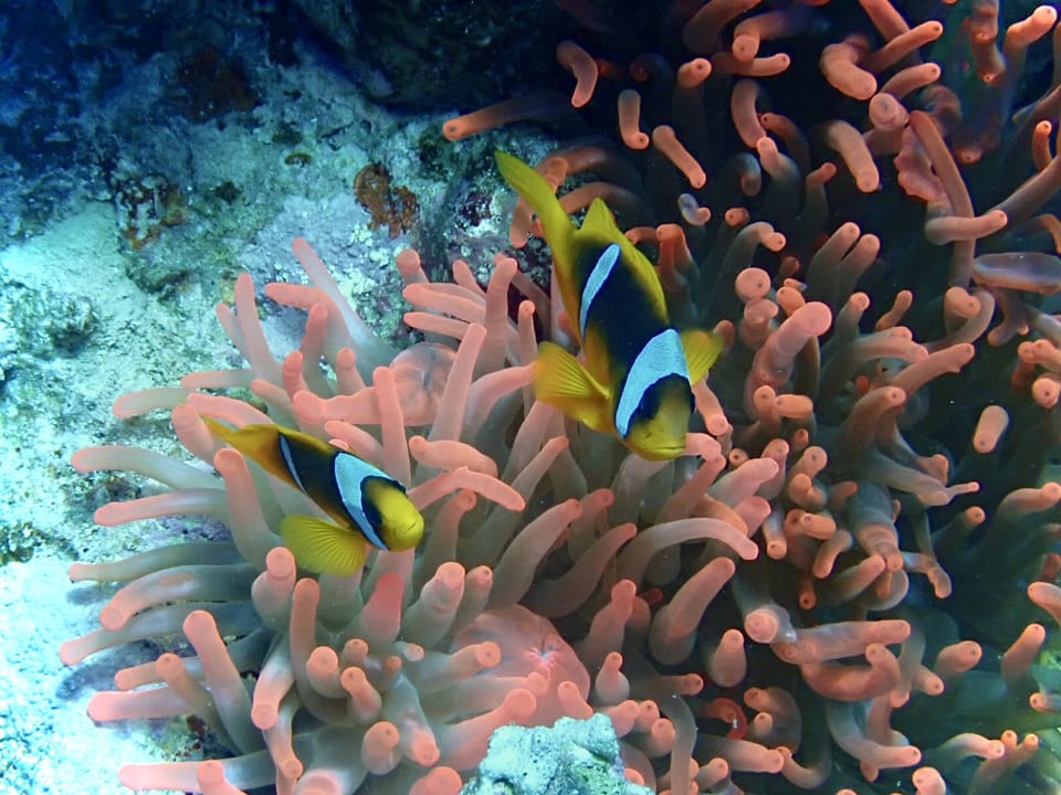 Sport & Freizeit Pickalbatros Palace Hotel-Port Ghalib