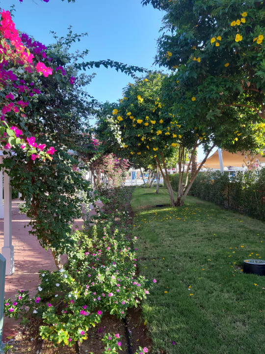 Gartenanlage Desert Rose