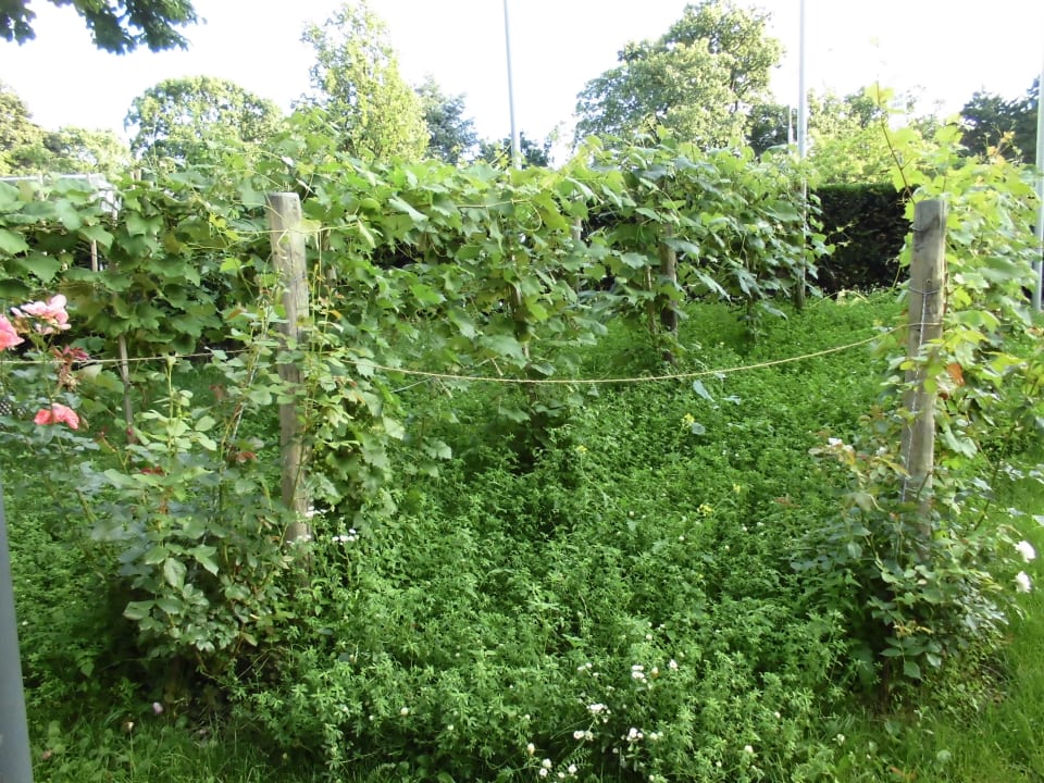 Die Weinreben Hotel Daniel Vienna