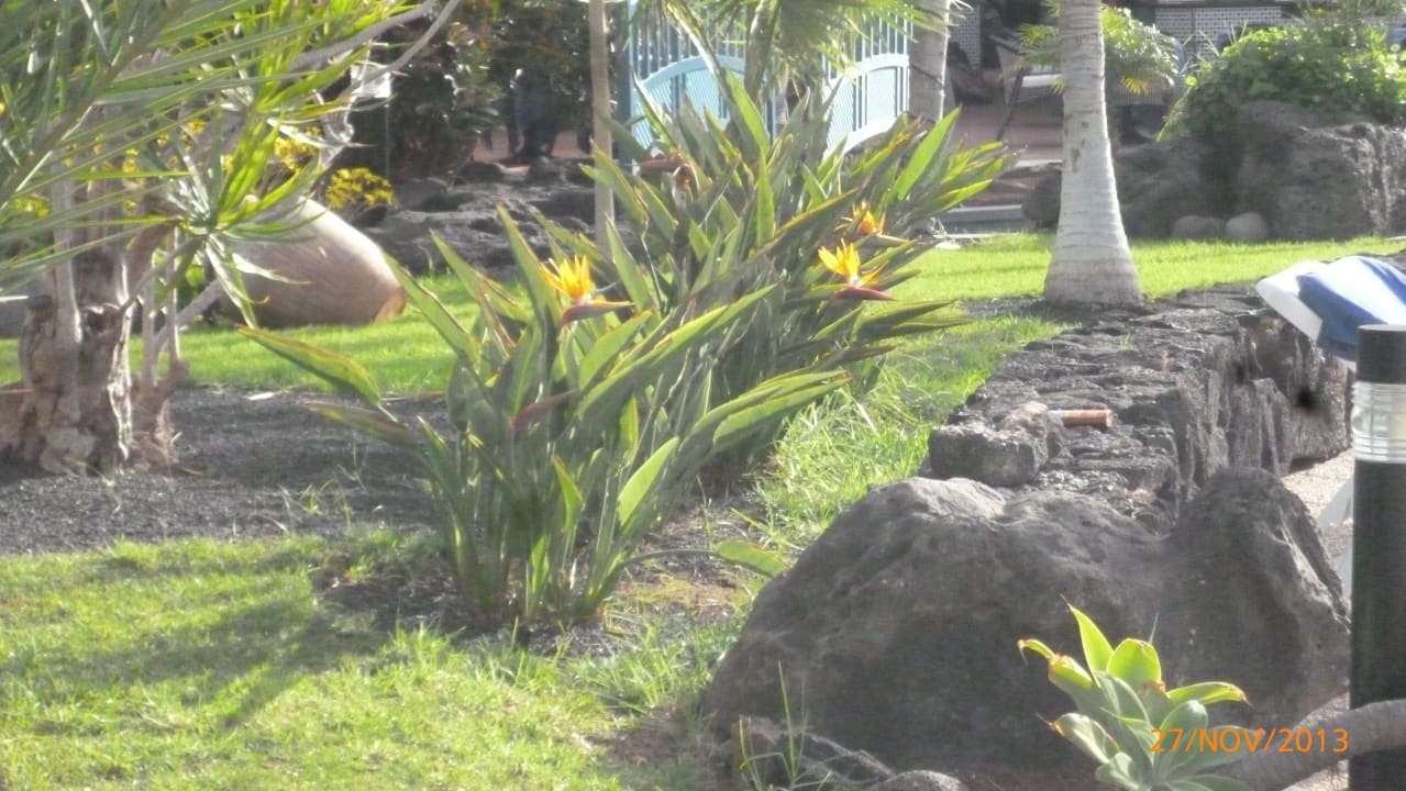 Blüten auch im Dezember Hotel Floresta