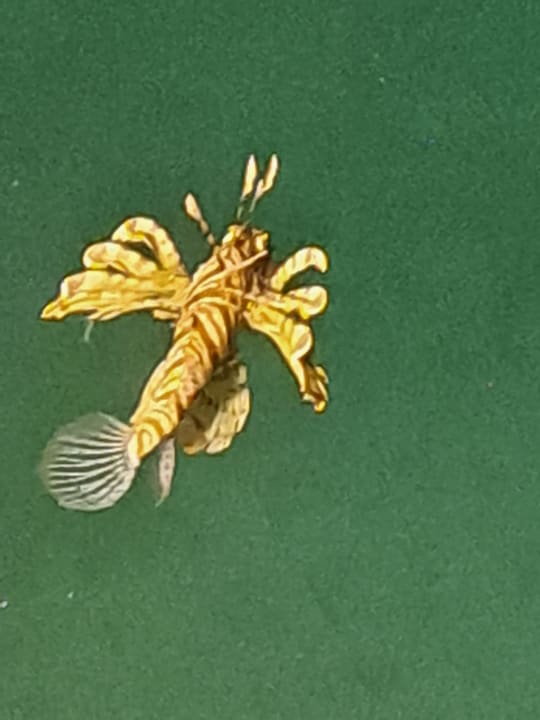 Sonstiges Pickalbatros Citadel Resort