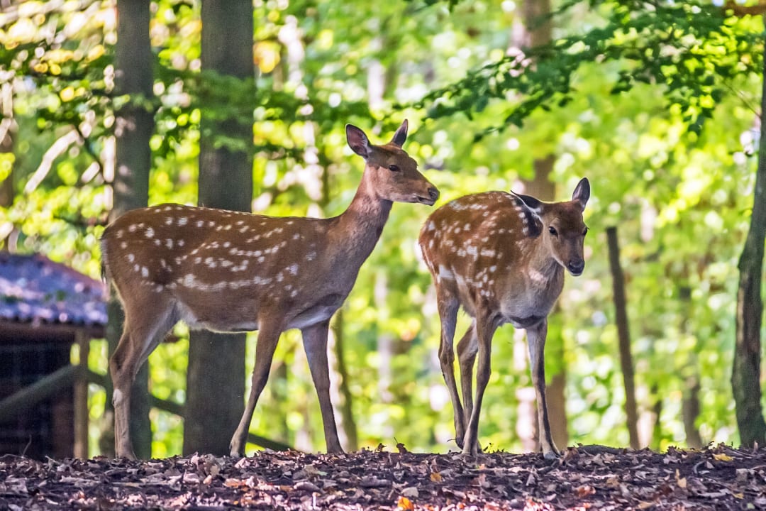 Sonstiges Natur-Resort Tripsdrill