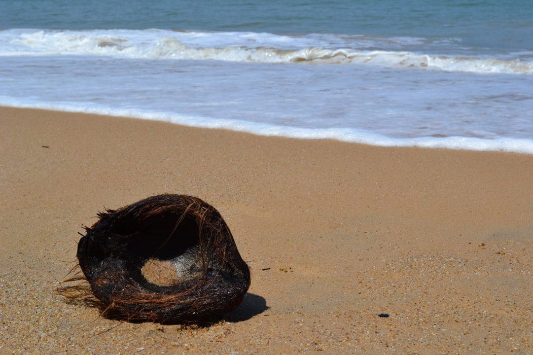 Kokosnuss am Strand Khao Lak Merlin Resort