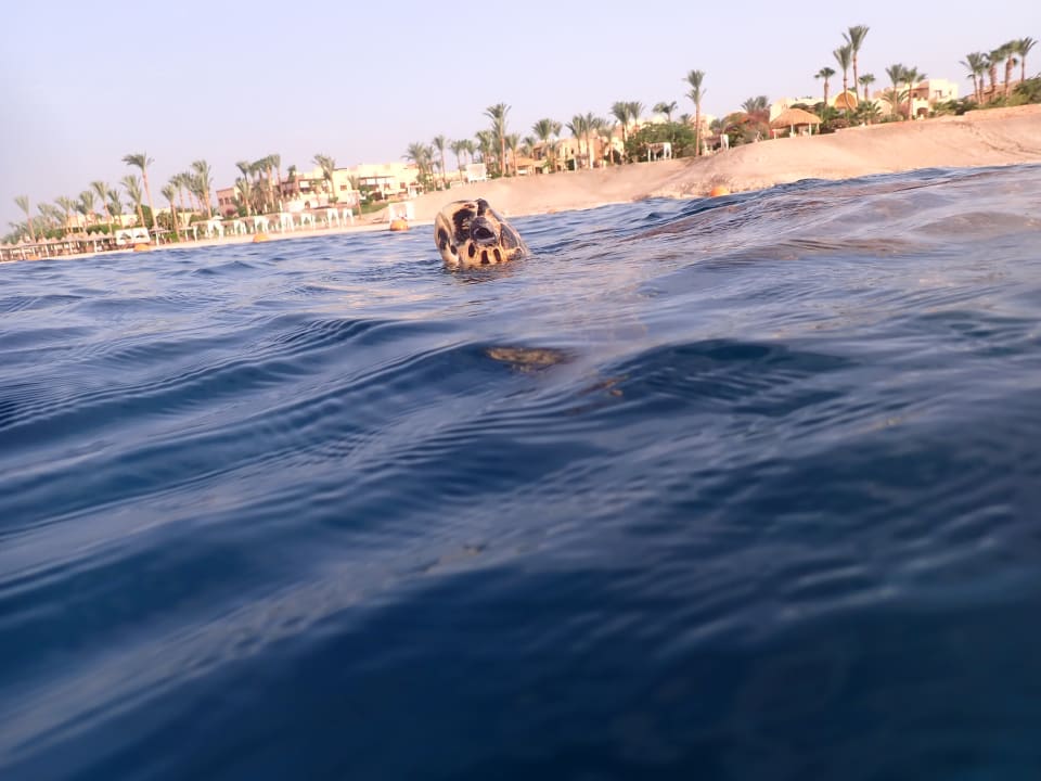 Strand Steigenberger Coraya Beach - Adults only