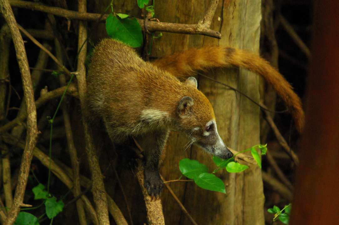 Beim Spielen Grand Palladium Kantenah Resort & Spa