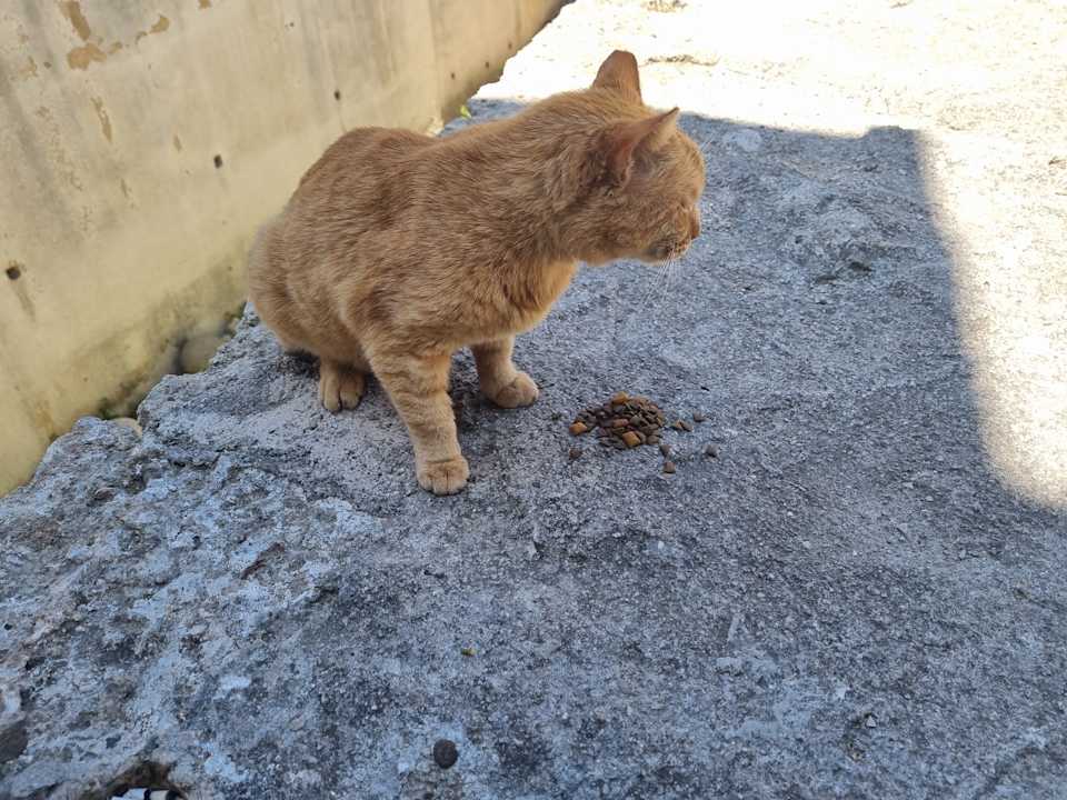 Sonstiges Hotel Calypso Beach