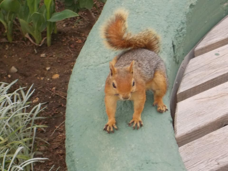 Es gibt viele kaukasische Echhörnchen Voyage Belek Golf & Spa