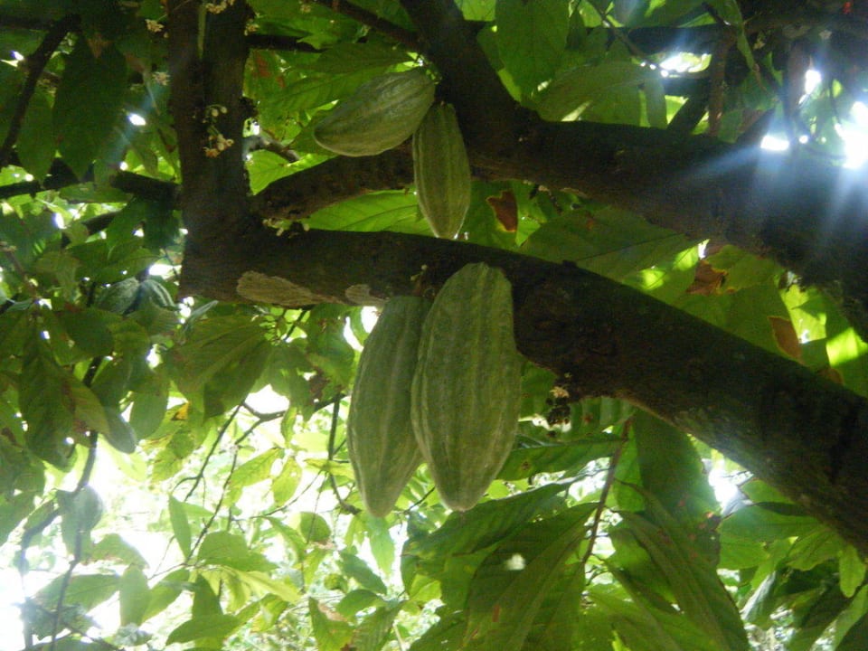 Kakao Hotel Grand Palladium Palace Resort, Spa & Casino