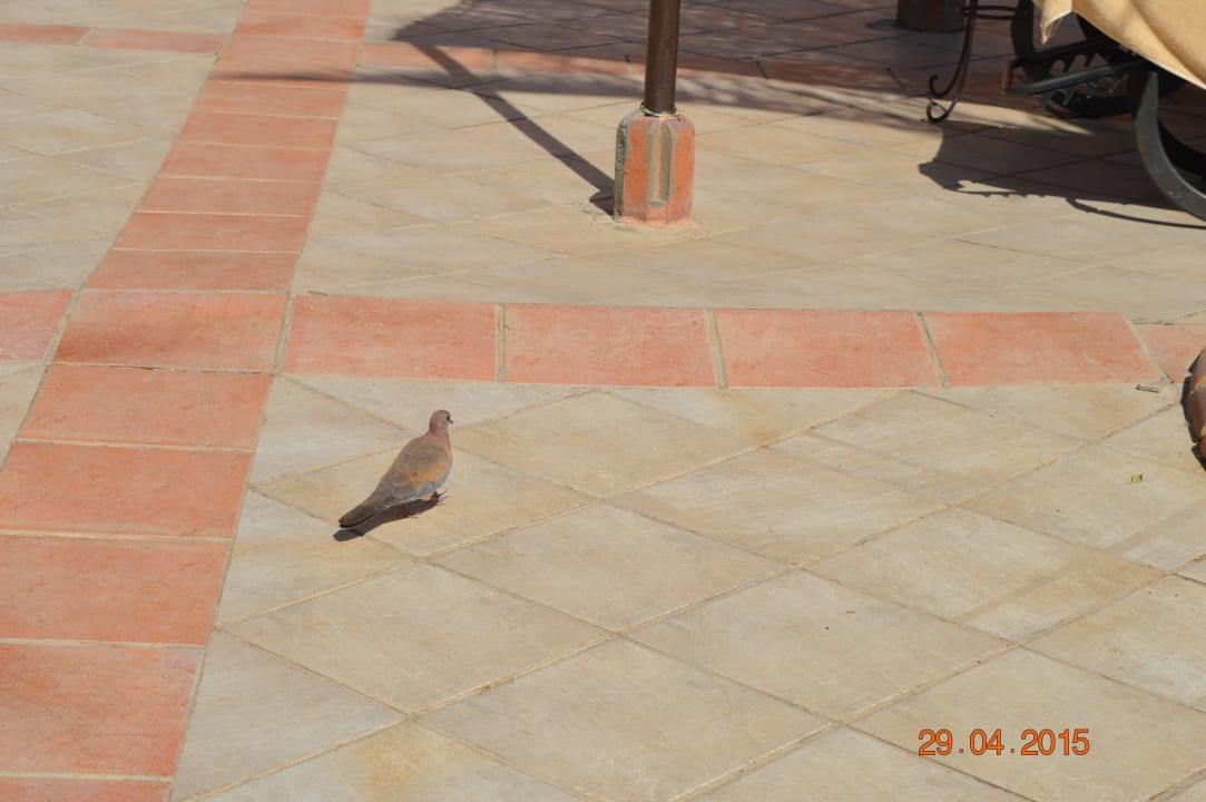 Местные птицы  Jaz Makadi Oasis Resort